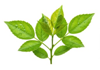 Fototapeta premium A fresh sprig of bright green leaves with prominent veins, symbolizing nature and organic growth isolated on white background