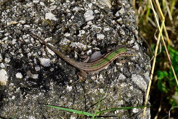 Adriatische Mauereidechse, Karstläufer - Weibchen // Dalmatian wall lizard - female (Podarcis melisellensis fiumanus) - Insel Ada/Ada Bojana, Montenegro