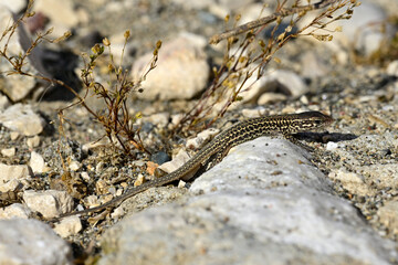 freshly hatched Dalmatian wall lizard // Adriatische Mauereidechse - Jungtier (Podarcis melisellensis fiumanus) - Ada Bojana, Montenegro