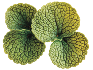 Isolated Group of Four Green Leaves with Veins