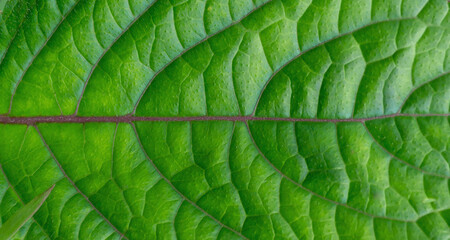 Green Leaf Texture in Lush Asian Wilderness