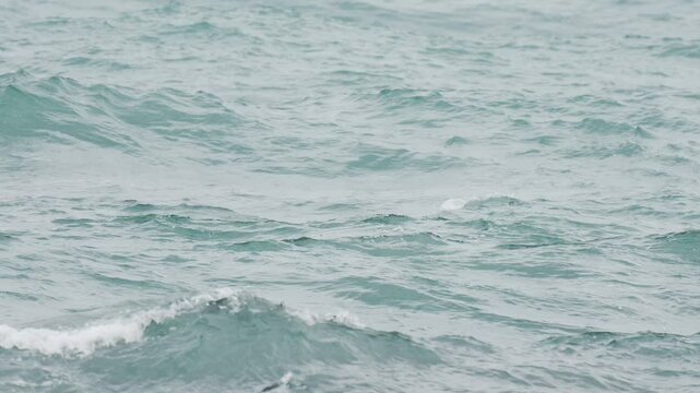 Red-breasted merganser on the Taiwan sea coast in slow motion
