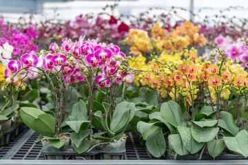 Vibrant Phalaenopsis orchids in a greenhouse. Ideal for online stores, gardening catalogs, or florists promoting tropical flowers and home plants.