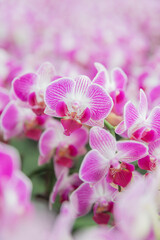 Elegant pink orchids in bloom, perfect for promoting gift shops, floral delivery services, or...