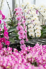 Pink Phalaenopsis orchids in planters. Ideal for wedding planning services, floral workshops, or event decoration catalogs.