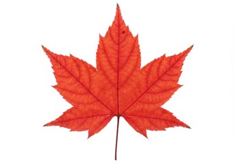 Obraz premium A vibrant red maple leaf with visible veins and a natural texture isolated on a white background