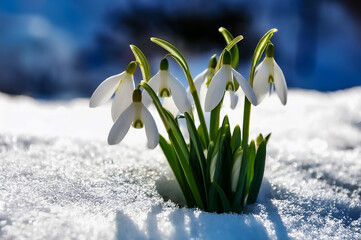 Blühende Schneeglöckchen im Schnee