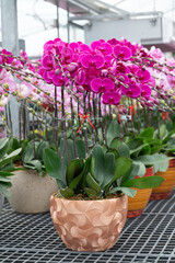 Pink Phalaenopsis orchids in planters. Ideal for wedding planning services, floral workshops, or event decoration catalogs.