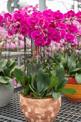 Obraz premium Elegant pink orchids in textured pots displayed in a greenhouse. Great for lifestyle blogs, interior design concepts, or catalog layouts for home and garden retailers.