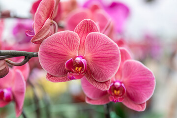 Phalaenopsis orchids in soft peachy-coral tones, showcased up close with delicate petals. Perfect...