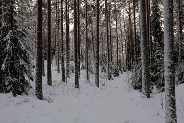 Fototapeta premium Winter