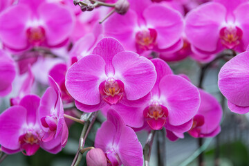 Obraz premium Stunning pink orchid blossoms, ideal for use in wedding planning services, event invitations, or luxury floral arrangements advertisements.