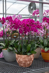 Close-up of potted pink orchids in decorative planters. Perfect for promoting flower shops, home décor brands, plant nursery, or gardening supplies in advertising campaigns.