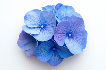 Obraz premium Blue hydrangea blossoms, studio shot, white background, floral design.