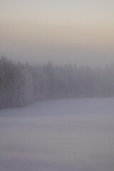 misty morning in the forest