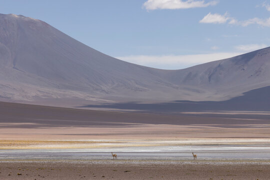 Serene desert landscape with grazing wild vicu&ntilde;as