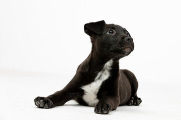 An adorable black puppy featuring a charming white patch on its chest that stands out