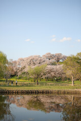 Fototapeta premium 水面に反射する桜