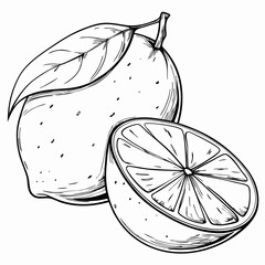 Lemon whole and sliced illustration in sketch style