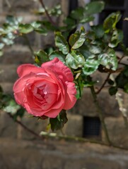 Close-Up of Beautiful Pink Rose Blossom in a Garden with Delicate Petals