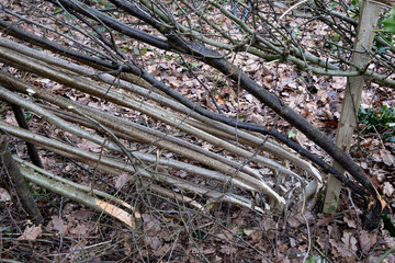hedge laying in winter with hawthorn, blackthorn and holly
