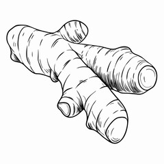 Black-and-white illustration of ginger root
