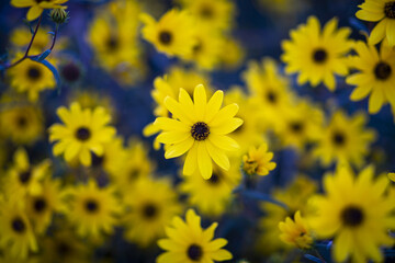 골드피라밋,애기해바라기,꽃잎,꽃밭,경주시,경북 © JinChang