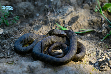 Dice snake // Würfelnatter (Natrix tessellata) - Ada Bojana, Montenegro