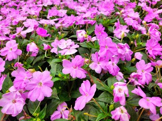 New guinea impatiens flowers in the garden