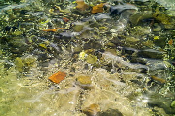 High angle view of clear shallow water at St. Kilda Beach, Melbourne, Victoria, Australia: well rounded gravels are clearly visible from above. 