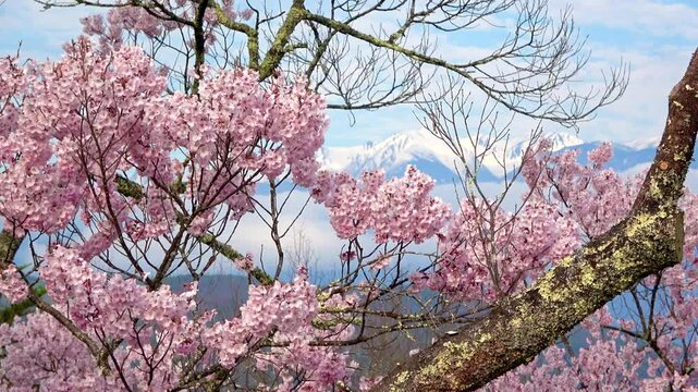 高遠城址公園の桜・中央アルプス（長野県・伊那市）
