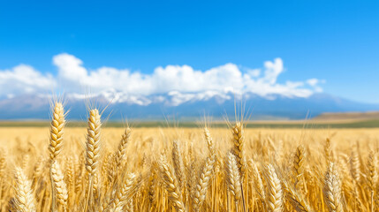 Golden Wheat Field: A close-up view of a sun-drenched wheat field, golden stalks swaying gently in the summer breeze against a backdrop of a clear blue sky, fluffy white clouds.