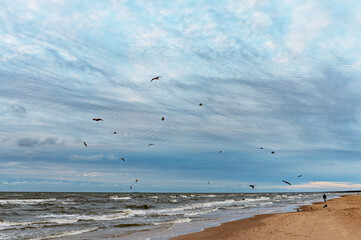 World Maritime Day. International Relaxation Day. Beach, birds, dunes and Baltic, north sea