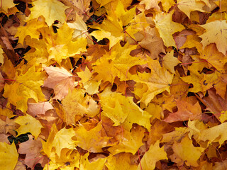 Yellow Autumn background or texture. Bright maple leaves as backdrop and texture