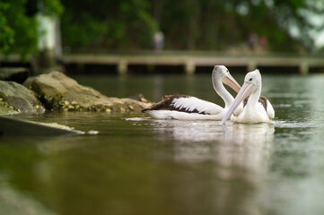 Companionship in pelicans - a pair of white pelicans bonding, swimming and fishing together in Nambucca Heads, New South Wales, Australia