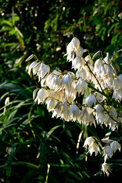 yuca filamenteux