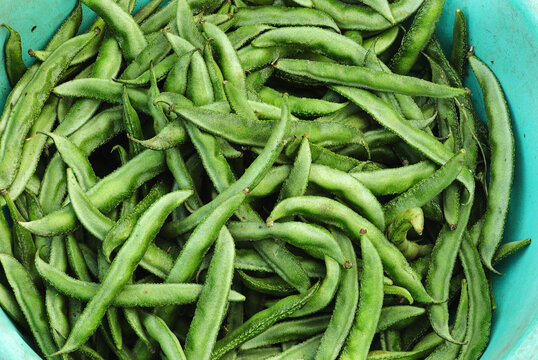 Hyacinth Burns or Valor Burns Indian Vegetable. pile of hyacinth bean, lablab purpureus, also known as valor papdi beans. vegetable, taken straight from above. Valor beans or surti or vaal beans.