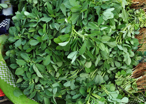 vegetable called methi(methi ki bhaji) Freshly harvested stalks of Fenugreek leaves with fresh roots. Green leafy vegetables from Indian. Tender small methi patti used to make curry, culinary dishes.