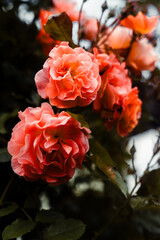 Beautiful pink roses in the garden. Shallow depth of field.