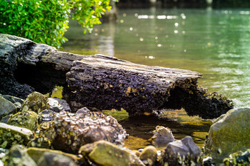 Close up of rotten wood in Nambucca River, Nambucca Heads, New South Wales, Australia