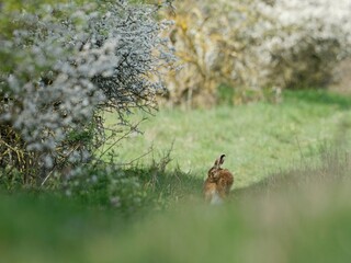 Field hare resting on a path by a blooming tree