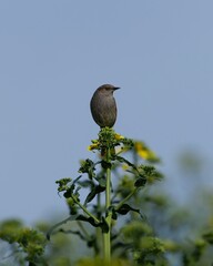 Dunnock perched on a rapeseed flower