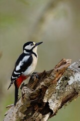 A great spotted woodpecker perched on the trunk of a tree near a broken branch in a forest setting