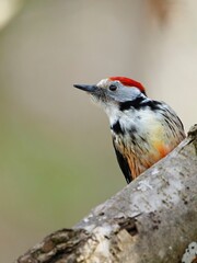 A middle spotted woodpecker perched on a tree trunk near a broken branch in a forest