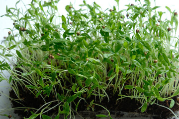 Cilantro microgreens with coriander seed attached. Macro