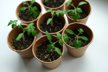 Young seedlings tomato with water drops in paper pots. Selective focus. Home greenhouse