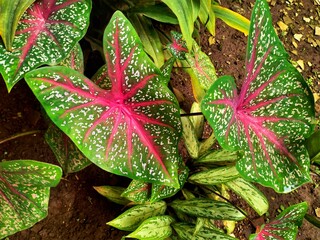 red and green leaf
