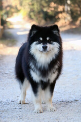 Chien finnois de Laponie 