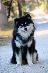 Chien finnois de Laponie 