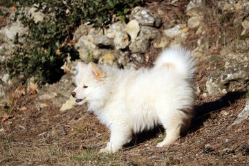 Chien finnois de Laponie 